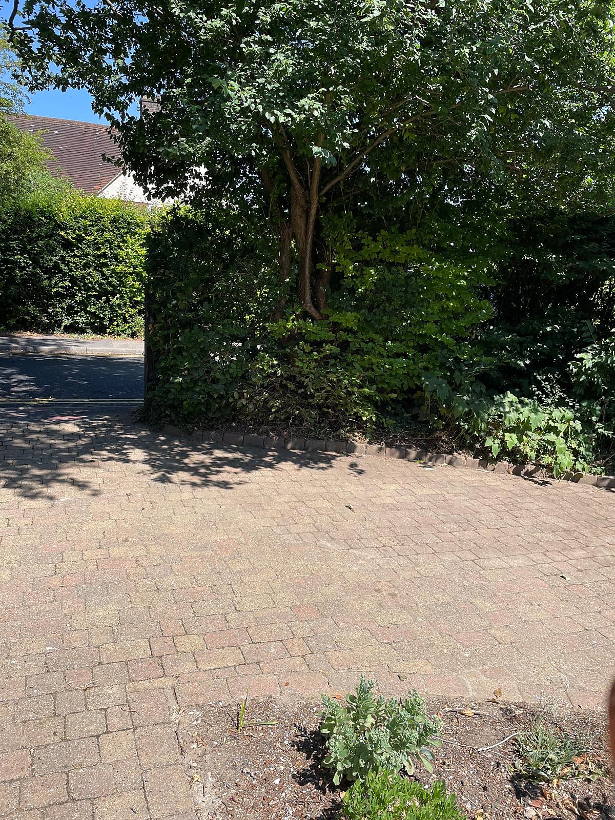 Garden clearance after — clean driveway and garden access